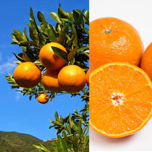 画像をギャラリービューアに読み込む, 奄美大島の宇検村で育ったたんかんを秘伝のオリジナルスパイスで煮込んだ『たんかんチキンカレー!』【断然お得な20個セット♪】『絶品』白のシリーズ!