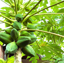 画像をギャラリービューアに読み込む, 半額セール!!!!! 奄美大島 宇検村発!青パパイヤ×愛知県篠島しらす☆本場スリランカレシピのパパイヤスパイスカレー!【2個セット♪】『絶品』白のシリーズ!