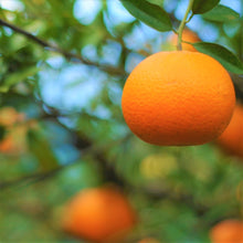 画像をギャラリービューアに読み込む, ♪奄美のナチュラルソープ AMAMI IMORE たんかん ■内容量50g ■箱:(約)タテ67×ヨコ67×高さ14mm