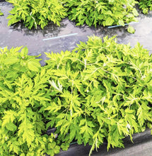 画像をギャラリービューアに読み込む, 新発売！！！世界自然遺産の島・奄美大島のてぃだ(太陽)をたっぷり浴びて育ったよもぎで作りました！『ジャスト5,000円！宇検村のお得な☆よもぎ３セット☆彡』
